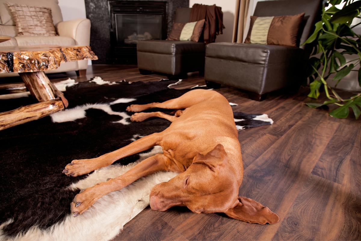Chien fatigué symptômes et traitement Conseils des experts