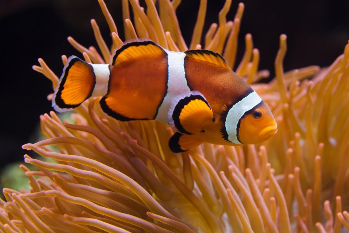 Poissons omnivores : Caractéristiques et espèces
