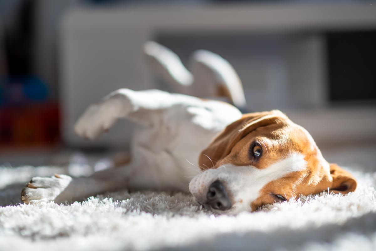 Chien fatigué symptômes et traitement Conseils des experts