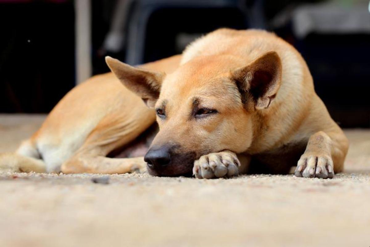 Syndrome de la queue morte chez le chien - Causes, symptômes et traitement