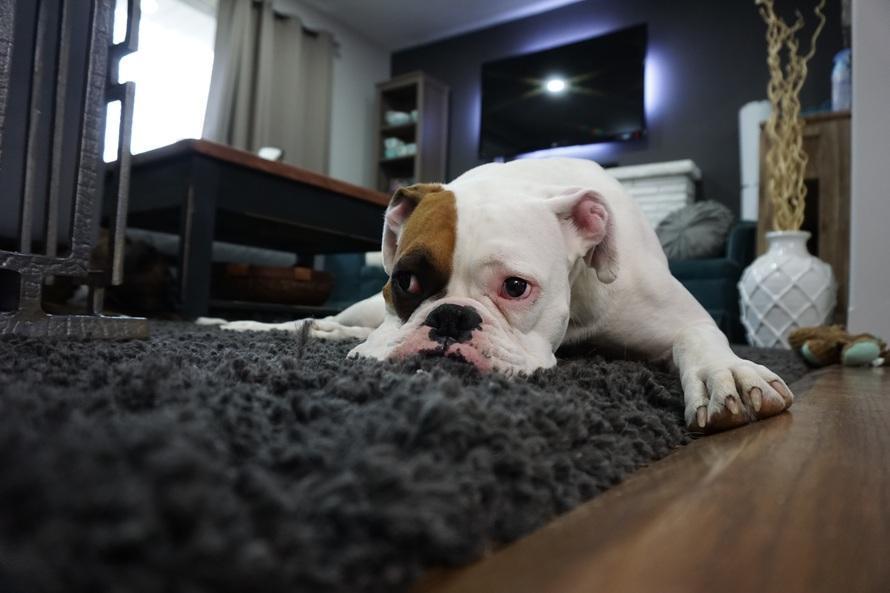 Mon chien hurle à la mort quand je pars, que faire Causes et Solutions