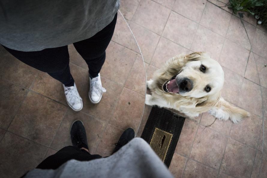 Mon chien hurle à la mort quand je pars, que faire Causes et Solutions