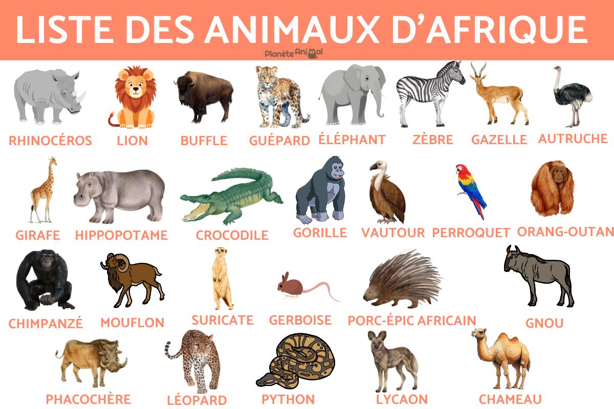Animaux d'Afrique -Liste, noms et photos