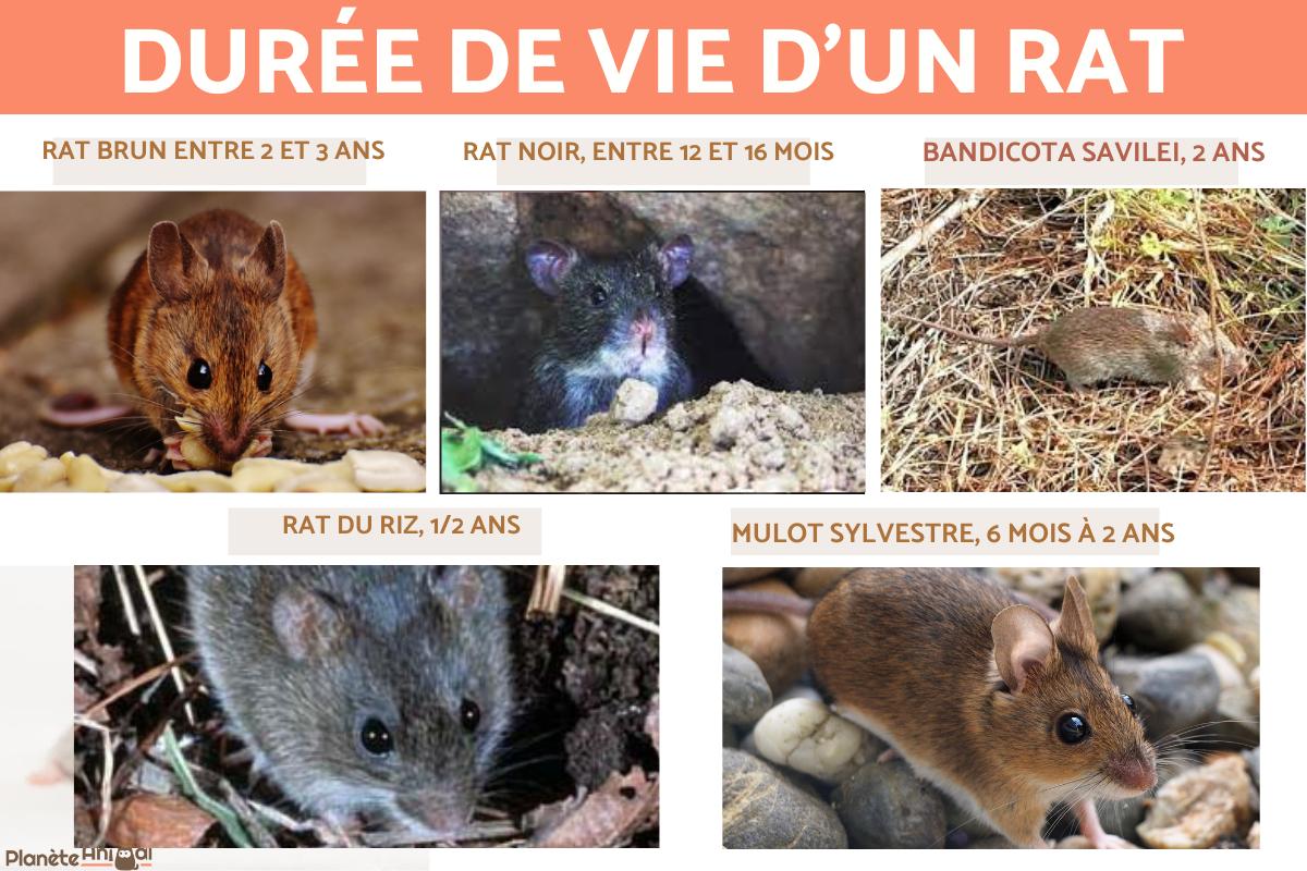 Durée de vie d'un rat