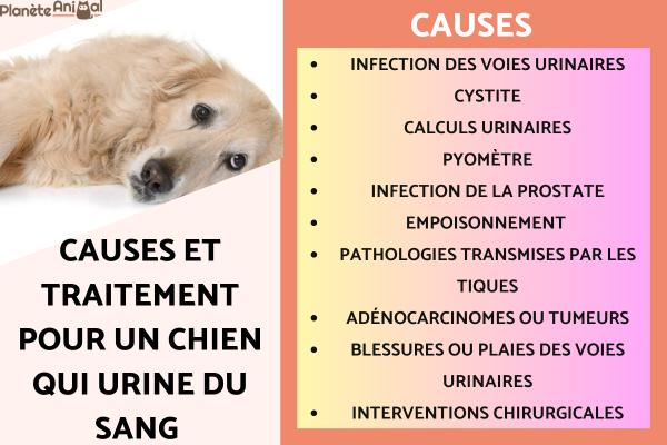 Mon chien urine du sang - causes et traitement