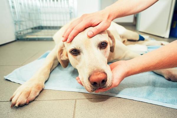Mon chien urine du sang - causes et traitement - Que se passe-t-il si mon chien urine du sang ?