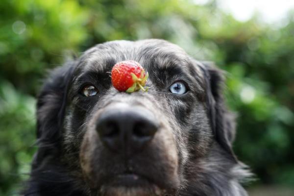 Mon chien urine du sang - causes et traitement - Remèdes pour un chien qui urine du sang