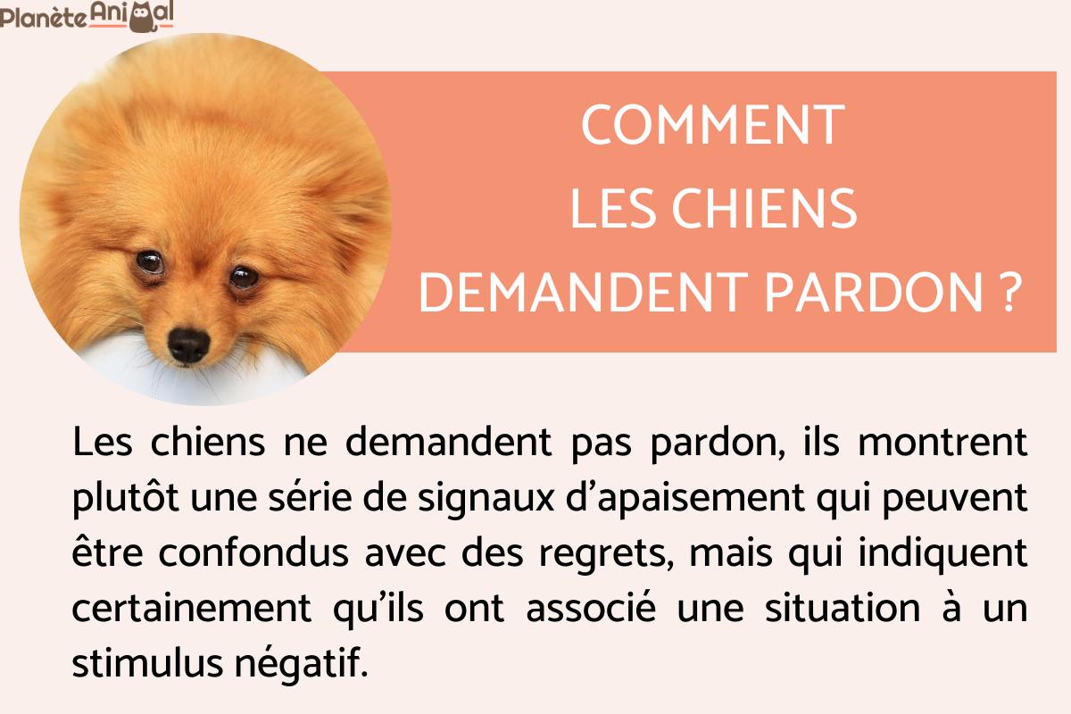 Comment les chiens demandent pardon