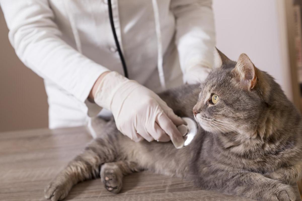 Maladies les plus mortelles chez le chat