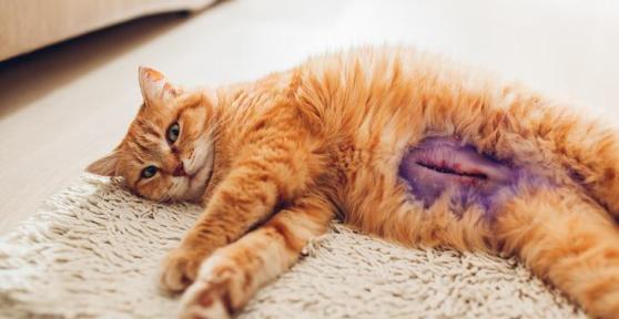 Stérilisation du chat - Prix, âge et convalescence