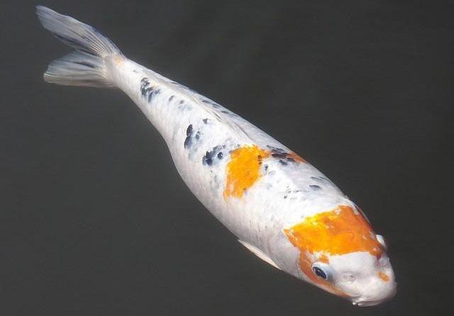 9 poissons pour un bassin extérieur - GUIDE COMPLET
