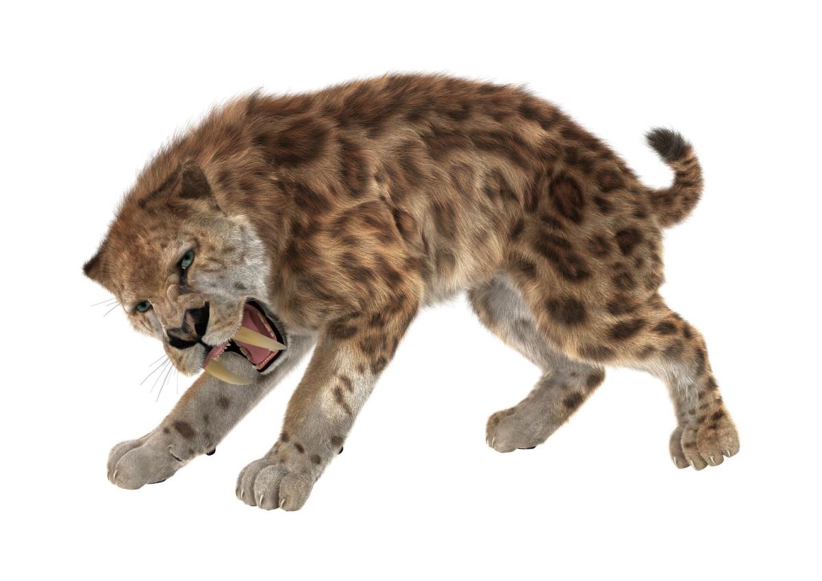 Tigre à dents de sabre - Caractéristiques, taille et extinction