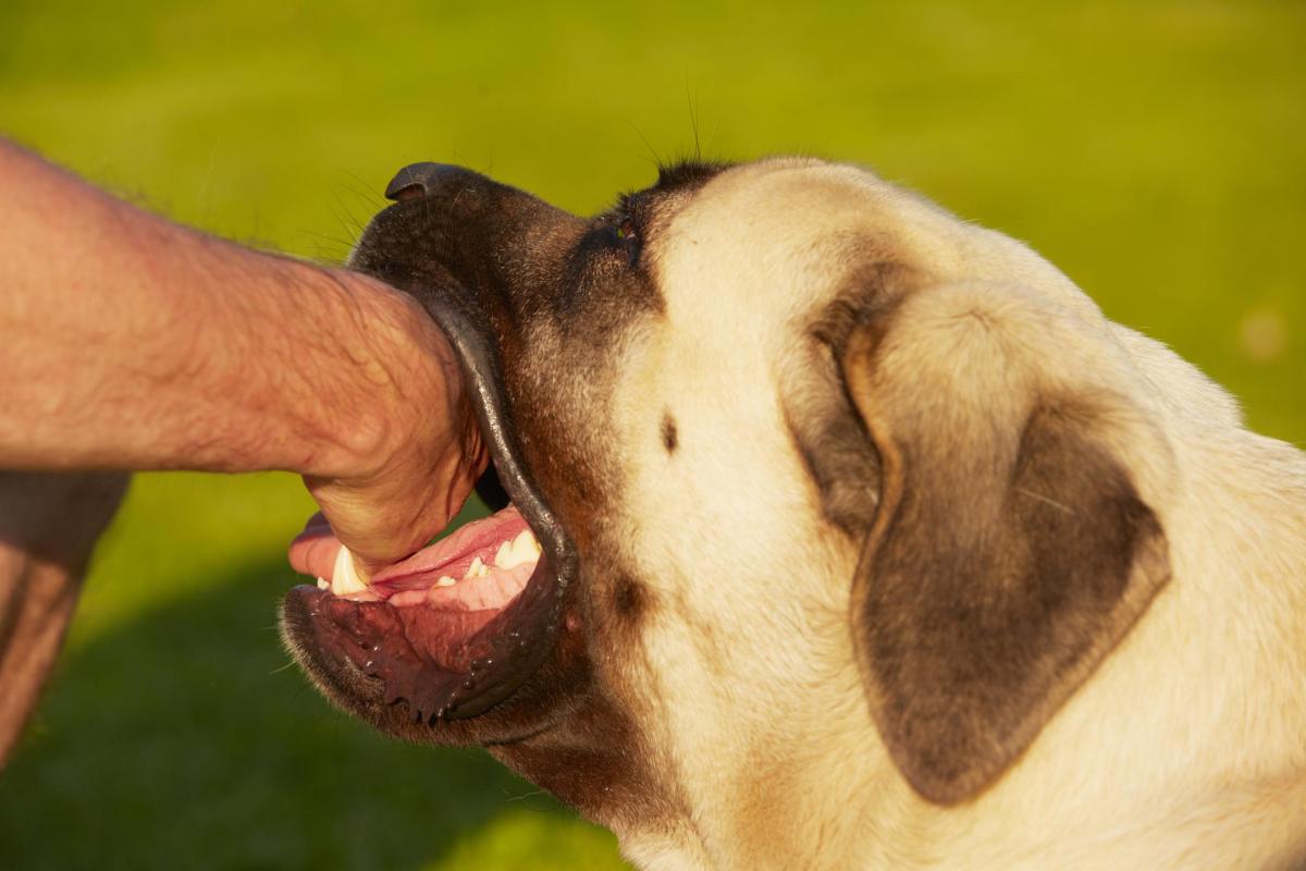 Mon chien m'a mordu : que faire et causes