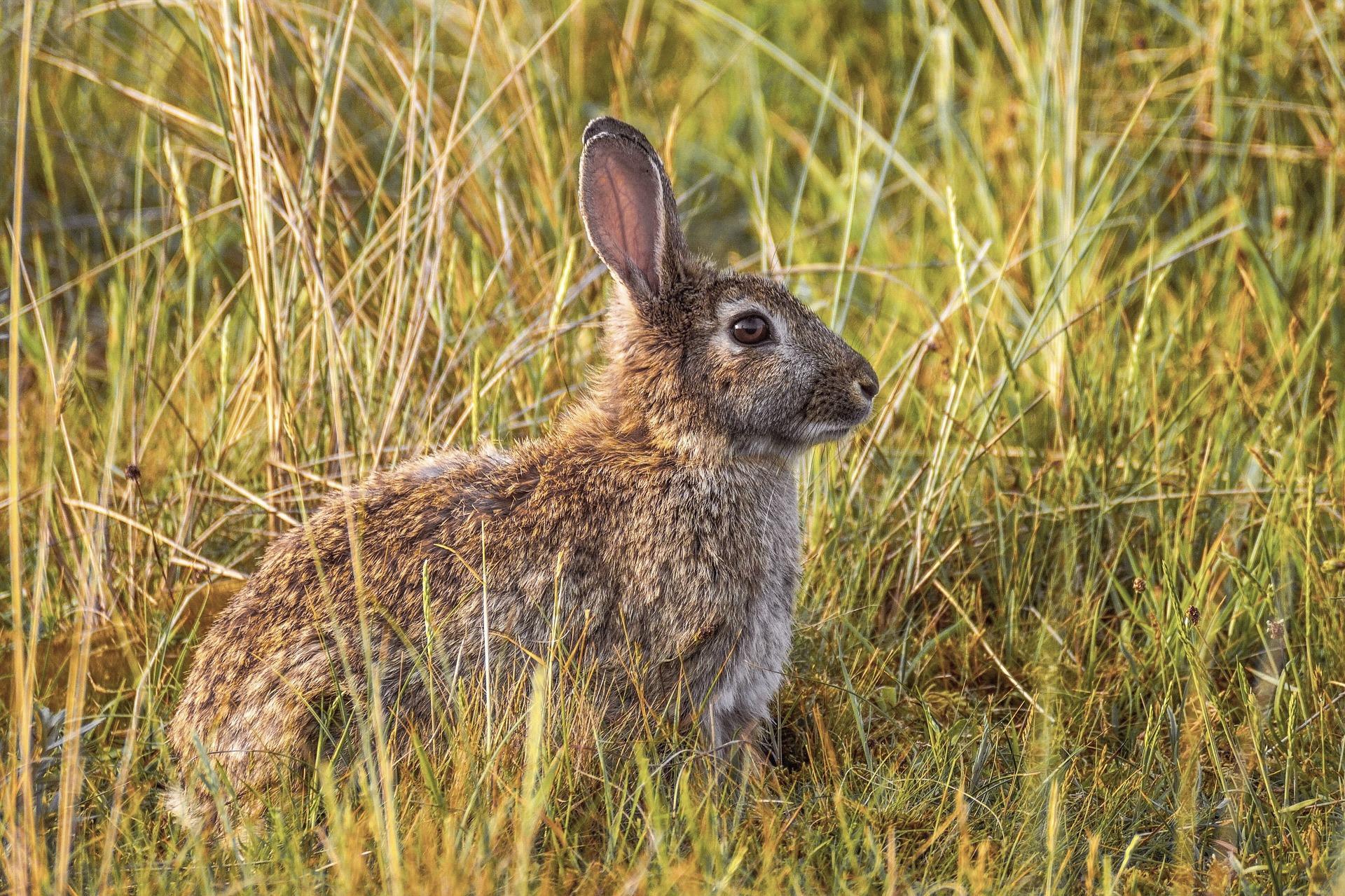 Comment VOIENT les LAPINS - Vision, caractéristiques et CURIOSITÉS