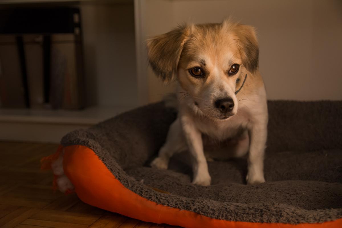 Première nuit avec un chiot : que faire et ne pas faire
