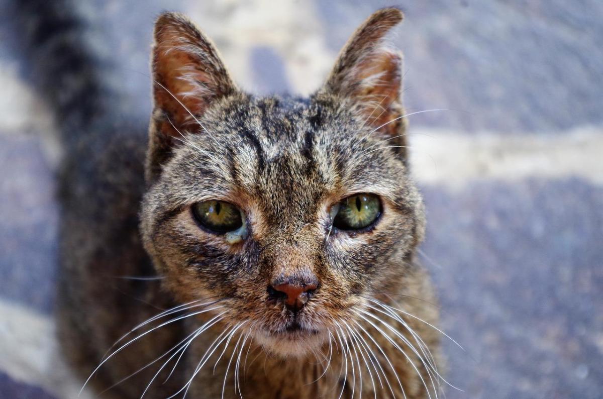 Rhinite du chat - Symptômes, contagion et traitement