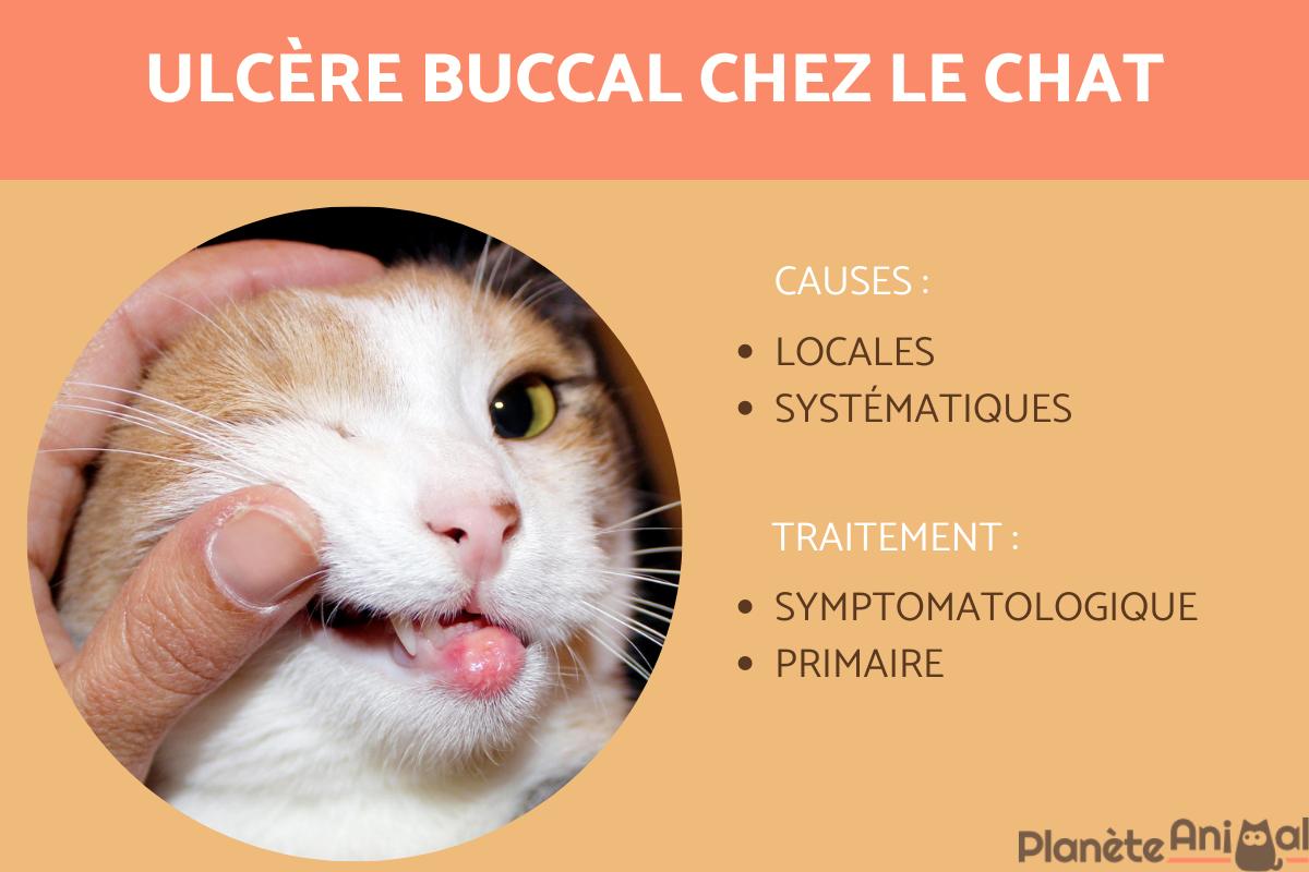 Ulcère de la bouche du chat - Causes et traitement