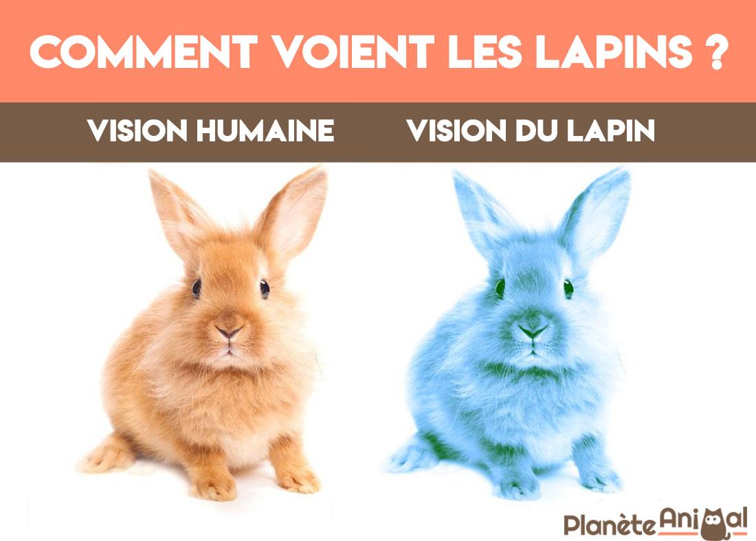 Comment VOIENT les LAPINS - Vision, caractéristiques et CURIOSITÉS