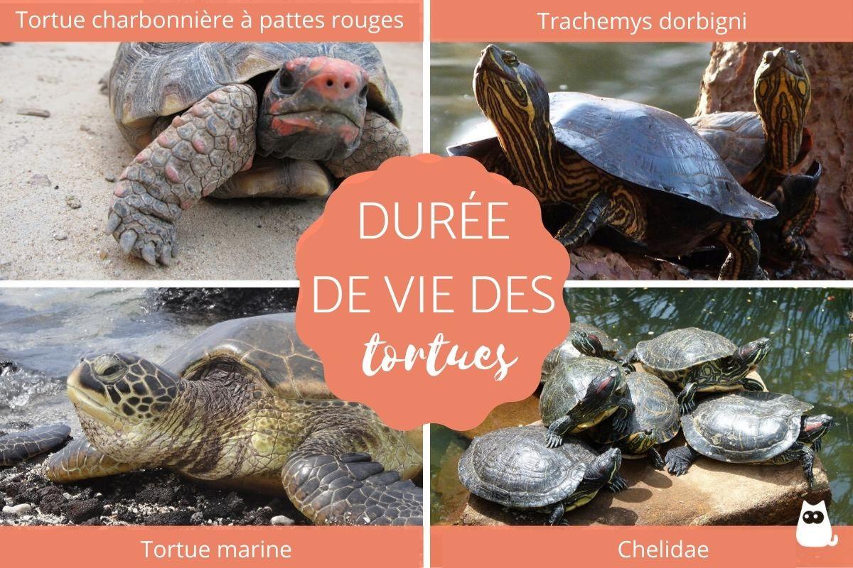 Durée de vie d'une tortue