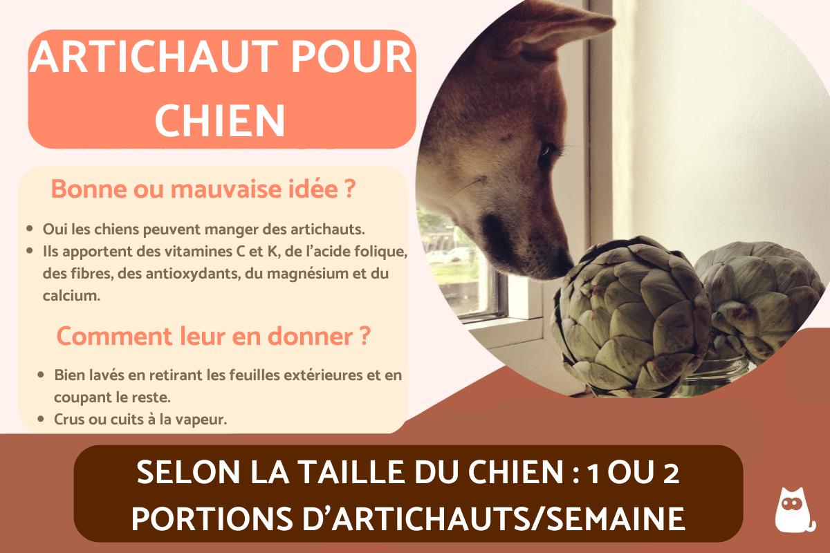 Peut-on donner de l'artichaut à un chien ?