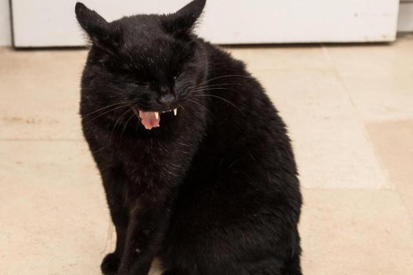Mon chat tousse de temps en temps : pourquoi et que faire - Asthme