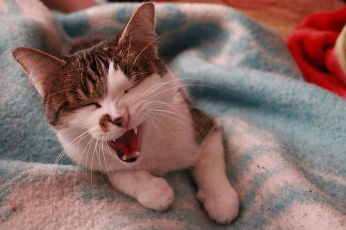 Mon chat tousse de temps en temps : pourquoi et que faire