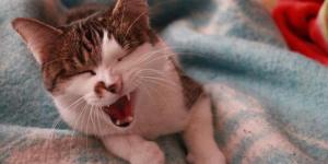 Mon chat tousse de temps en temps : pourquoi et que faire