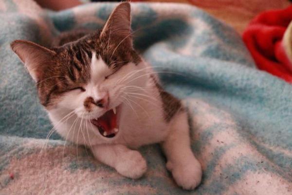 Mon chat tousse de temps en temps : pourquoi et que faire