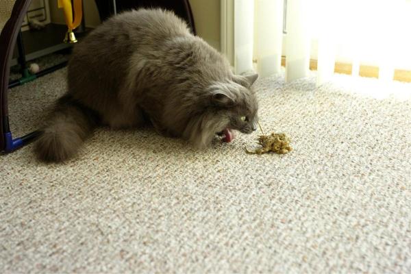 Mon chat tousse de temps en temps : pourquoi et que faire - Présence de corps étrangers