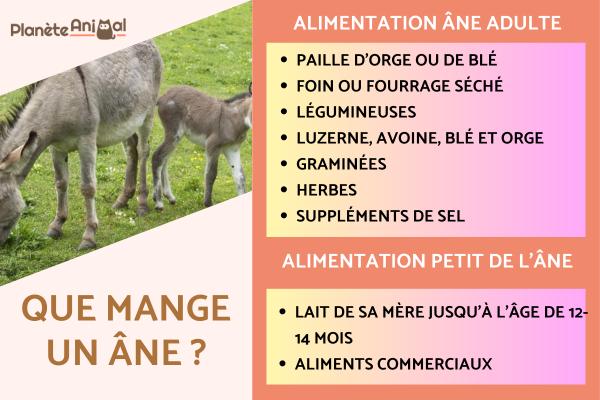 Que mange un âne ? - Que mange un âne ?