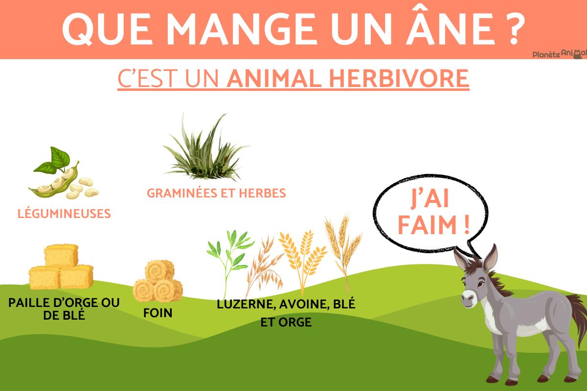 Que mange un âne ? Guide complète sur l
