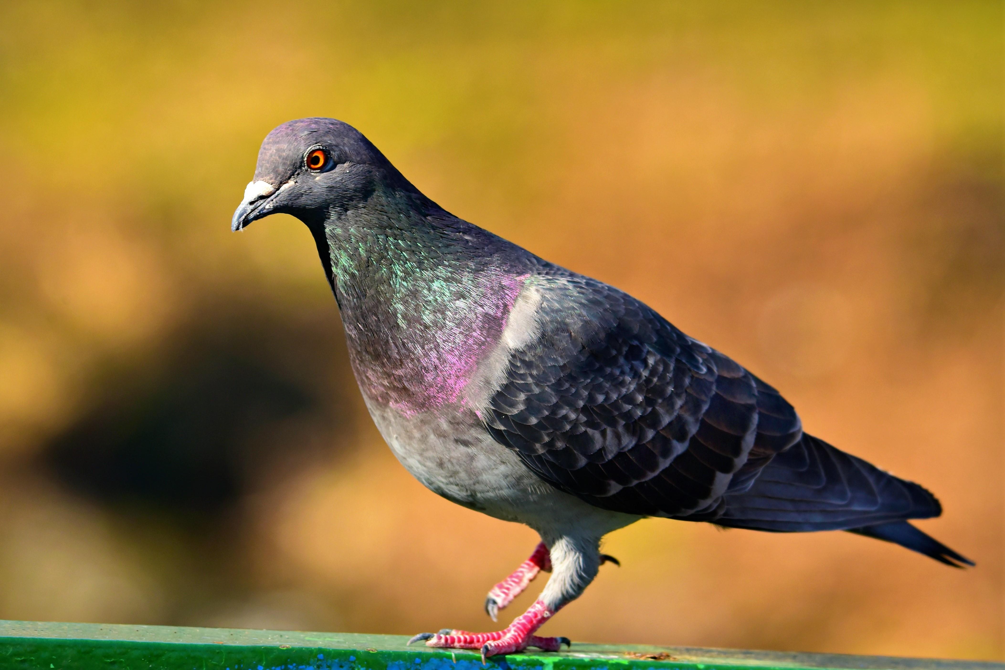 Comment faire fuir les pigeons ? 10 RÉPULSIFS POUR PIGEONS NON NOCIFS — free download