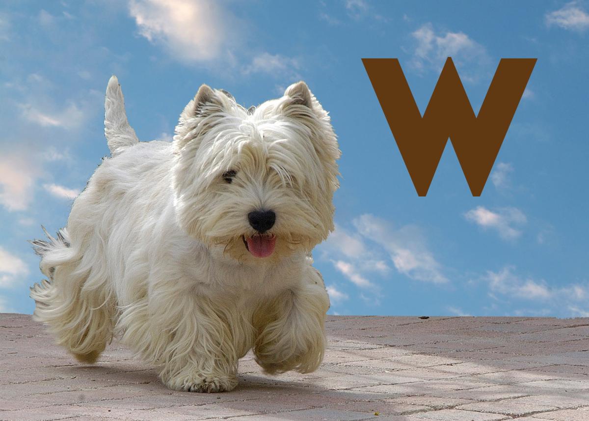 Races de chiens commençant par W