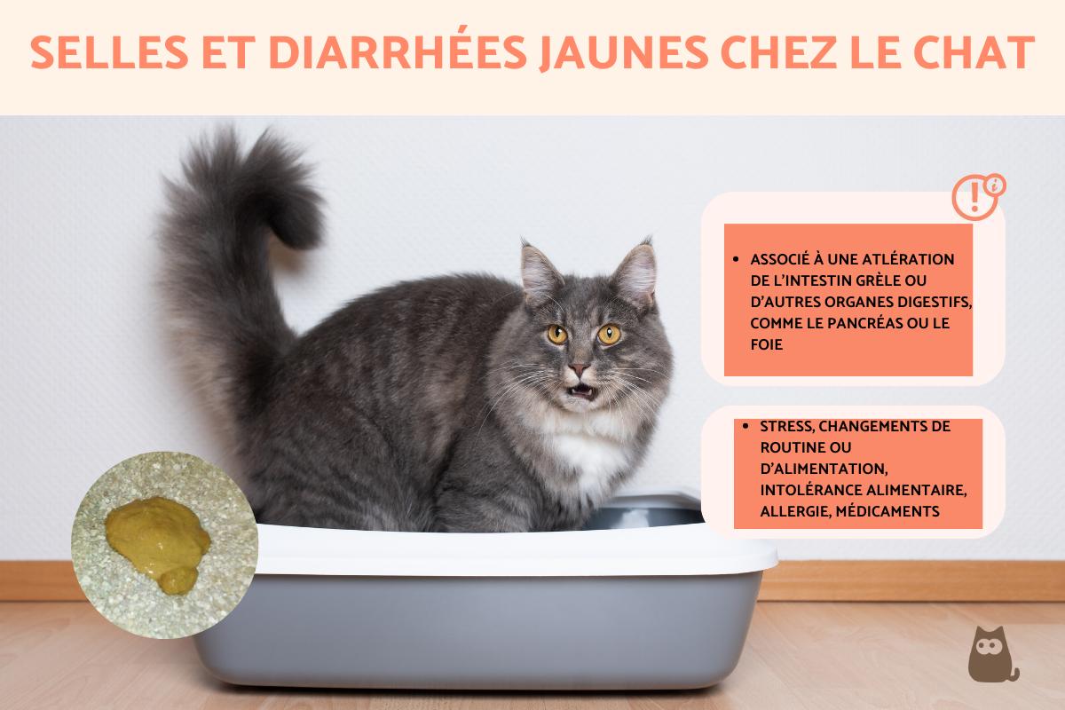 Selles jaunes chez le chat - causes et que faire