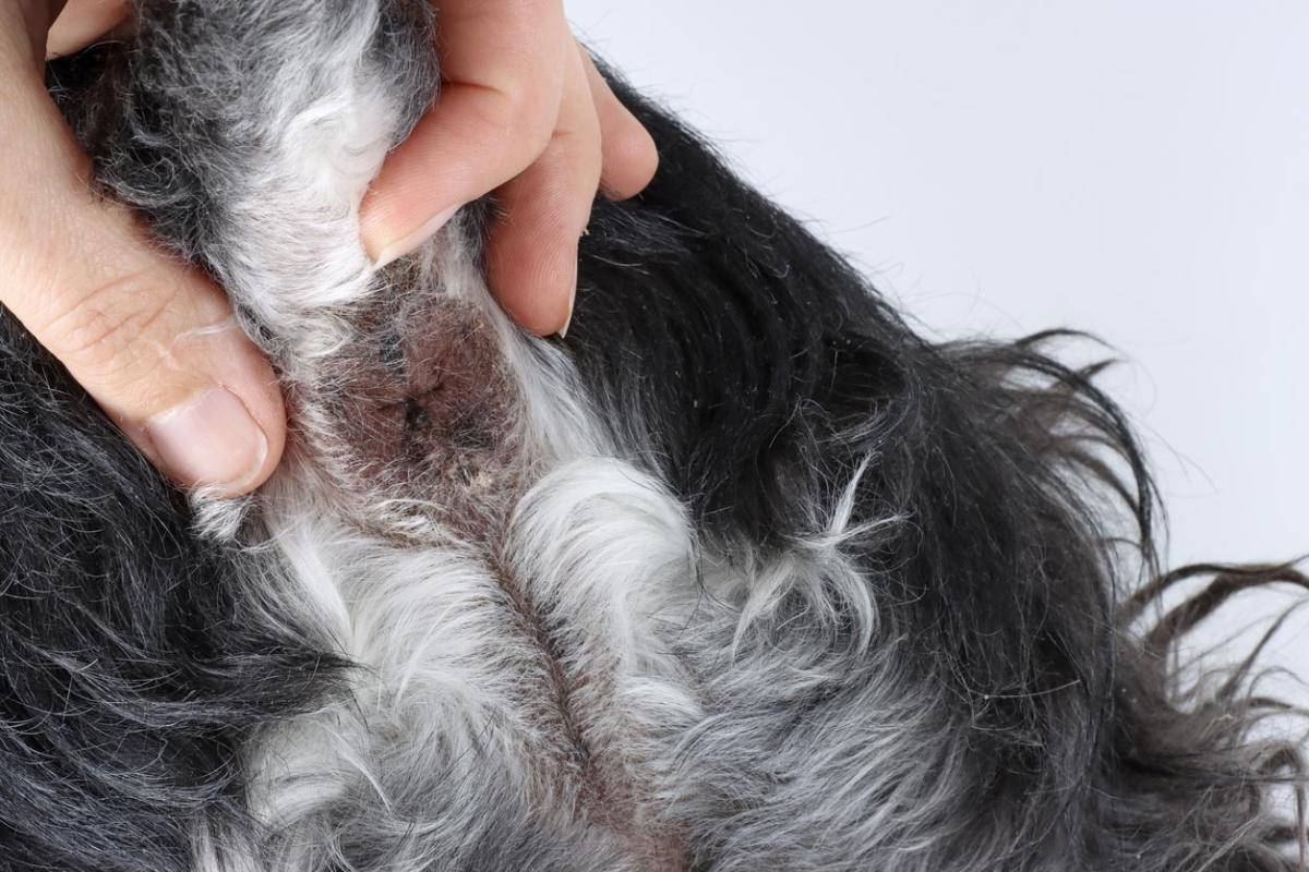 Tumeur de l'anus chez le chien - Symptômes et traitement