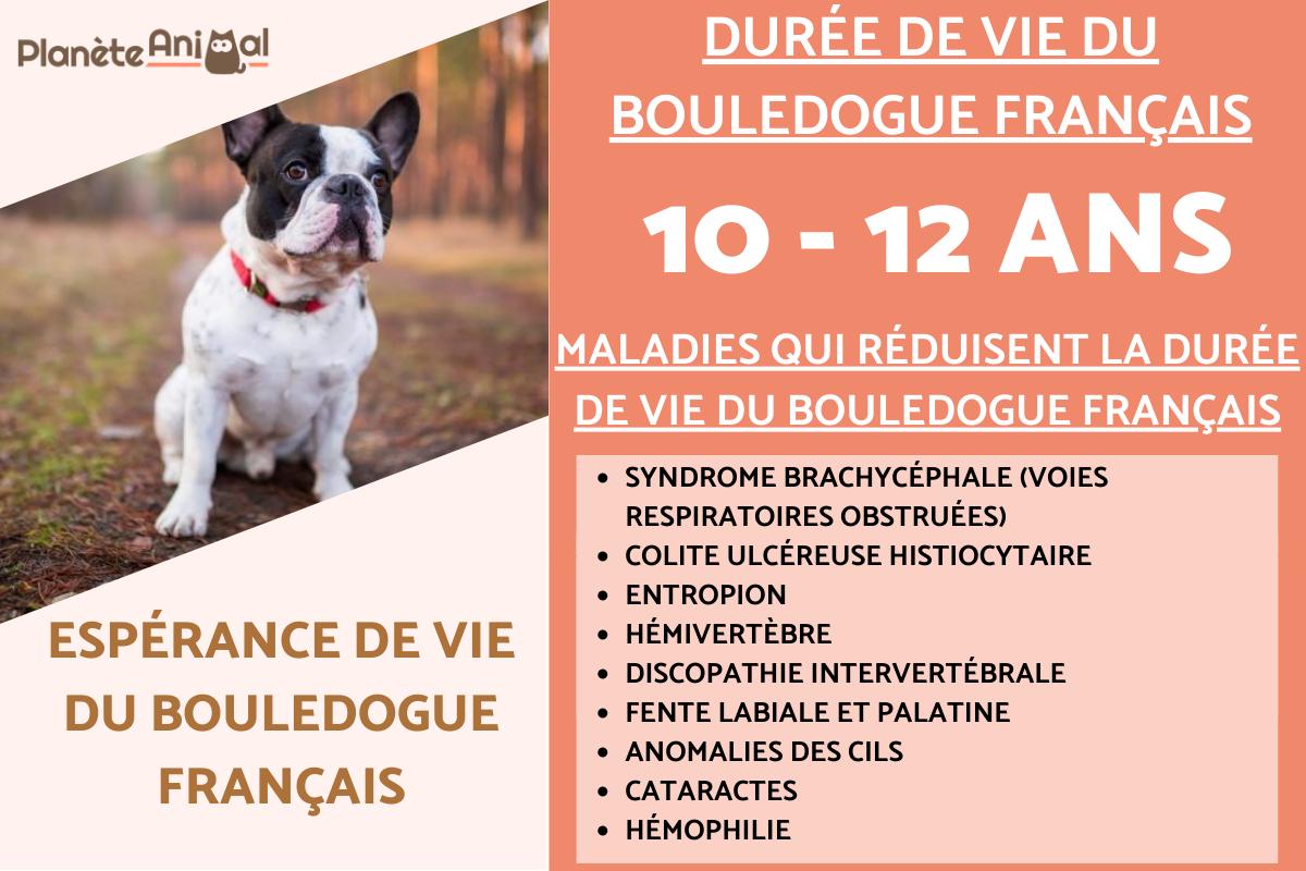 Espérance de vie du Bouledogue français