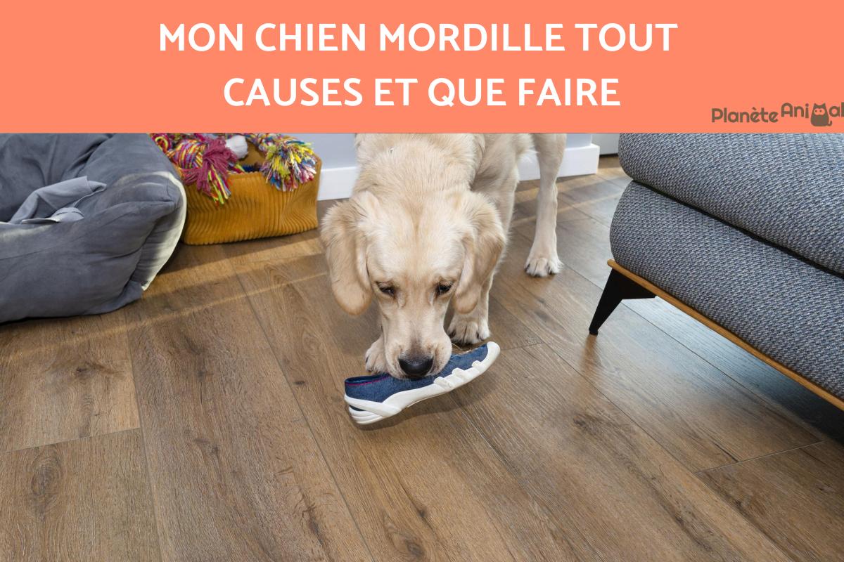 Mon chien mordille tout - Causes et que faire ?