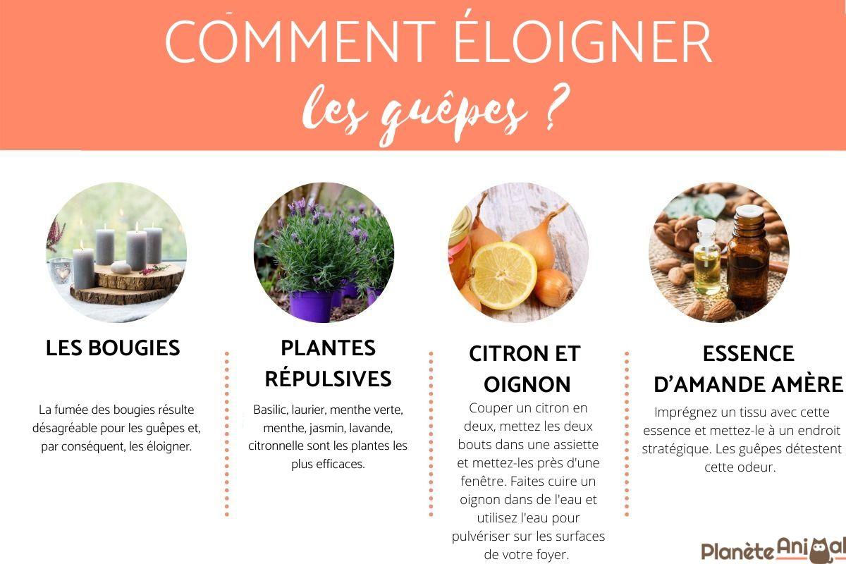 Comment éloigner les guêpes ?