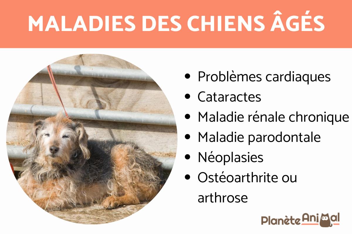 Maladies des chiens âgés