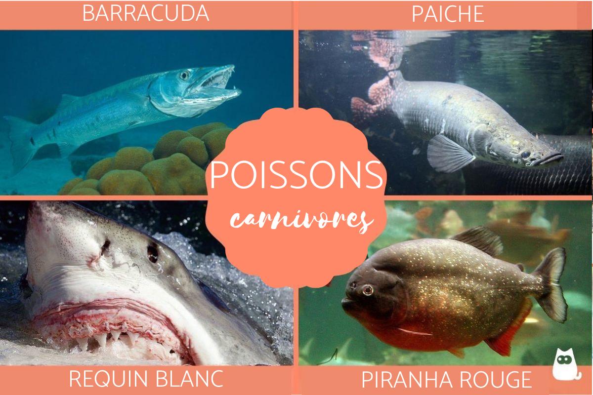Poisson carnivore - Types, noms et liste