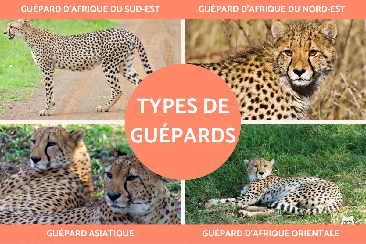 Types de guépards