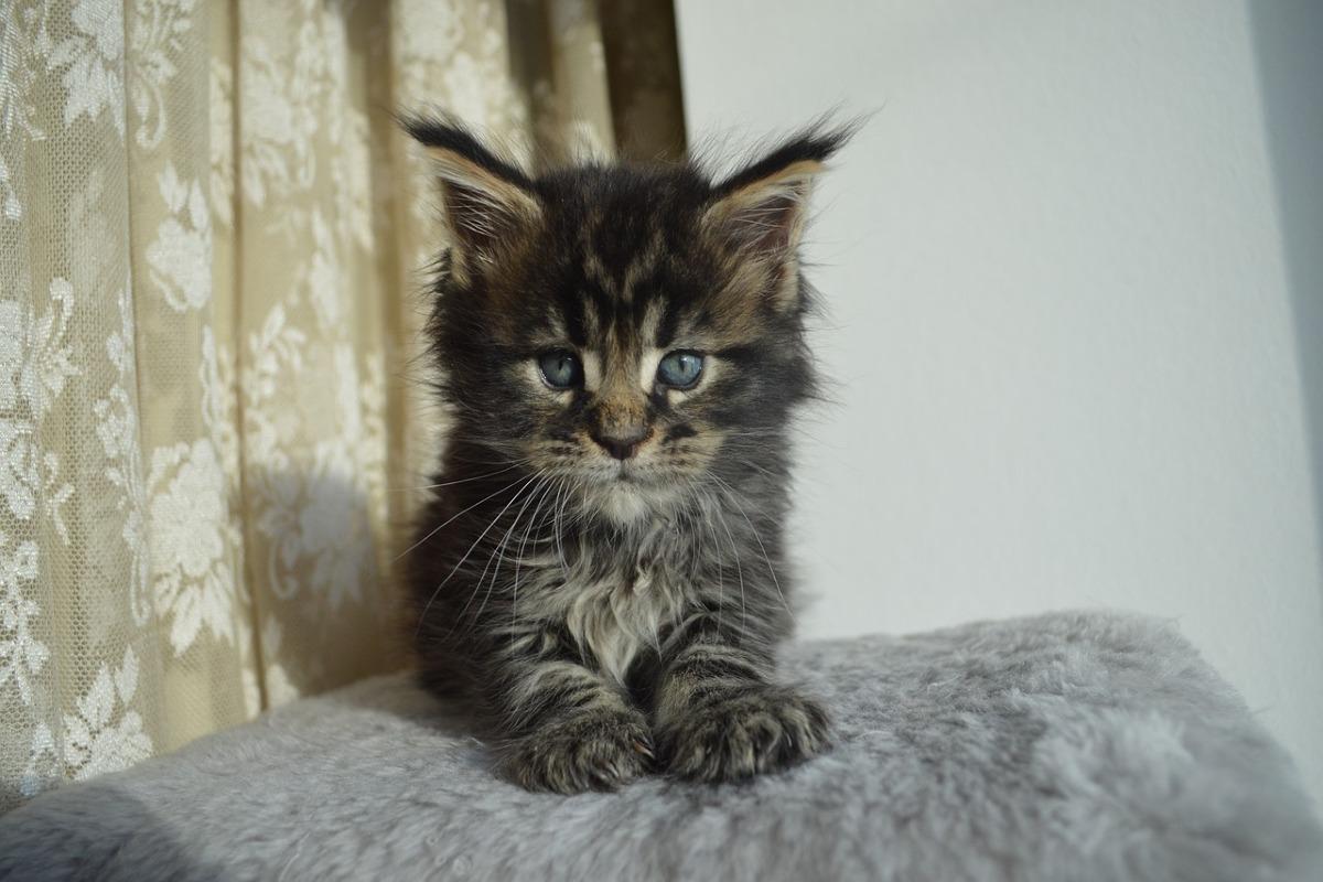 Comment reconnaitre un chaton Maine coon ?