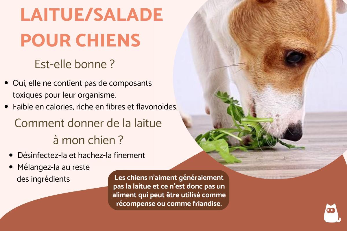 Estce que les chiens peuvent manger de la salade ? Bienfaits de la salade