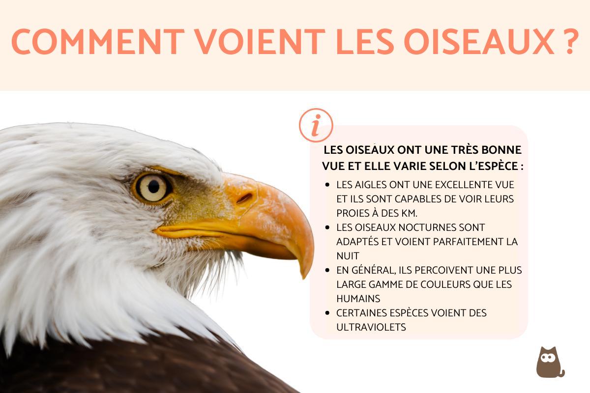 Comment voit un oiseau ?