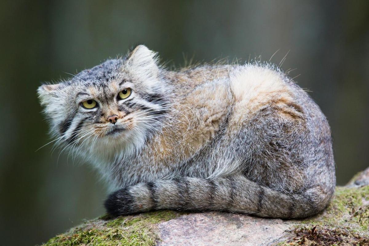 Le Manul ou le chat de Pallas - Caractéristiques, types et habitat
