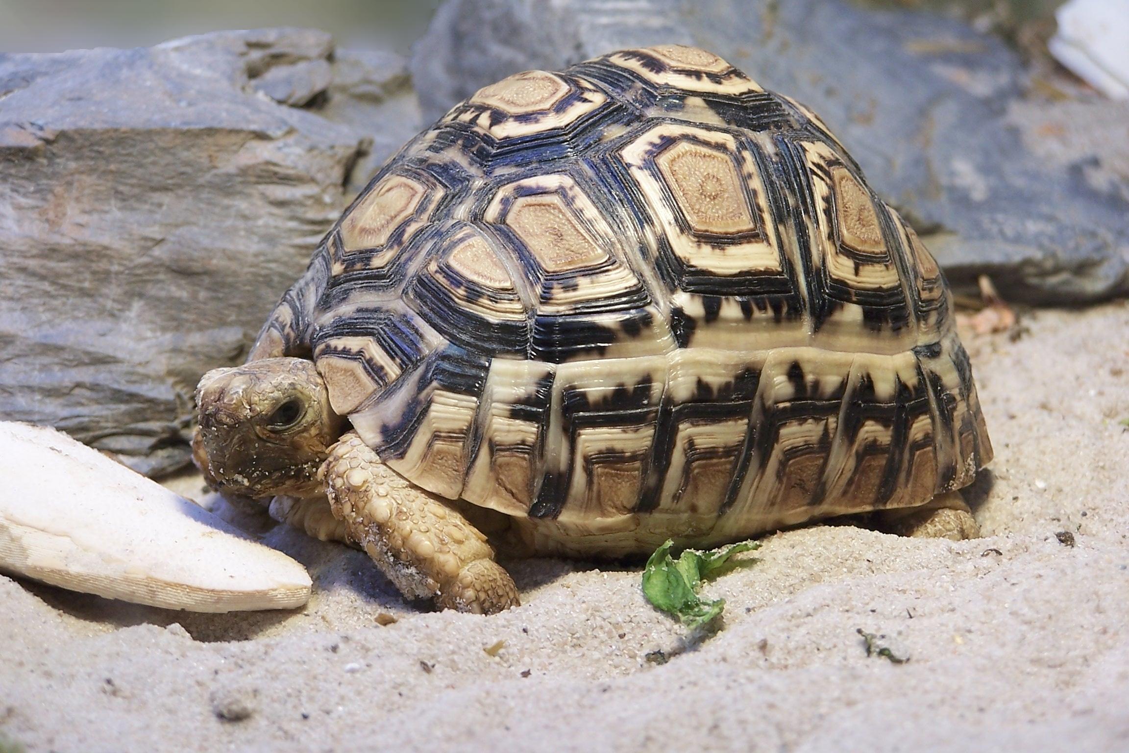 Comment S'OCCUPER d'une TORTUE de TERRE - Alimentation, terrarium