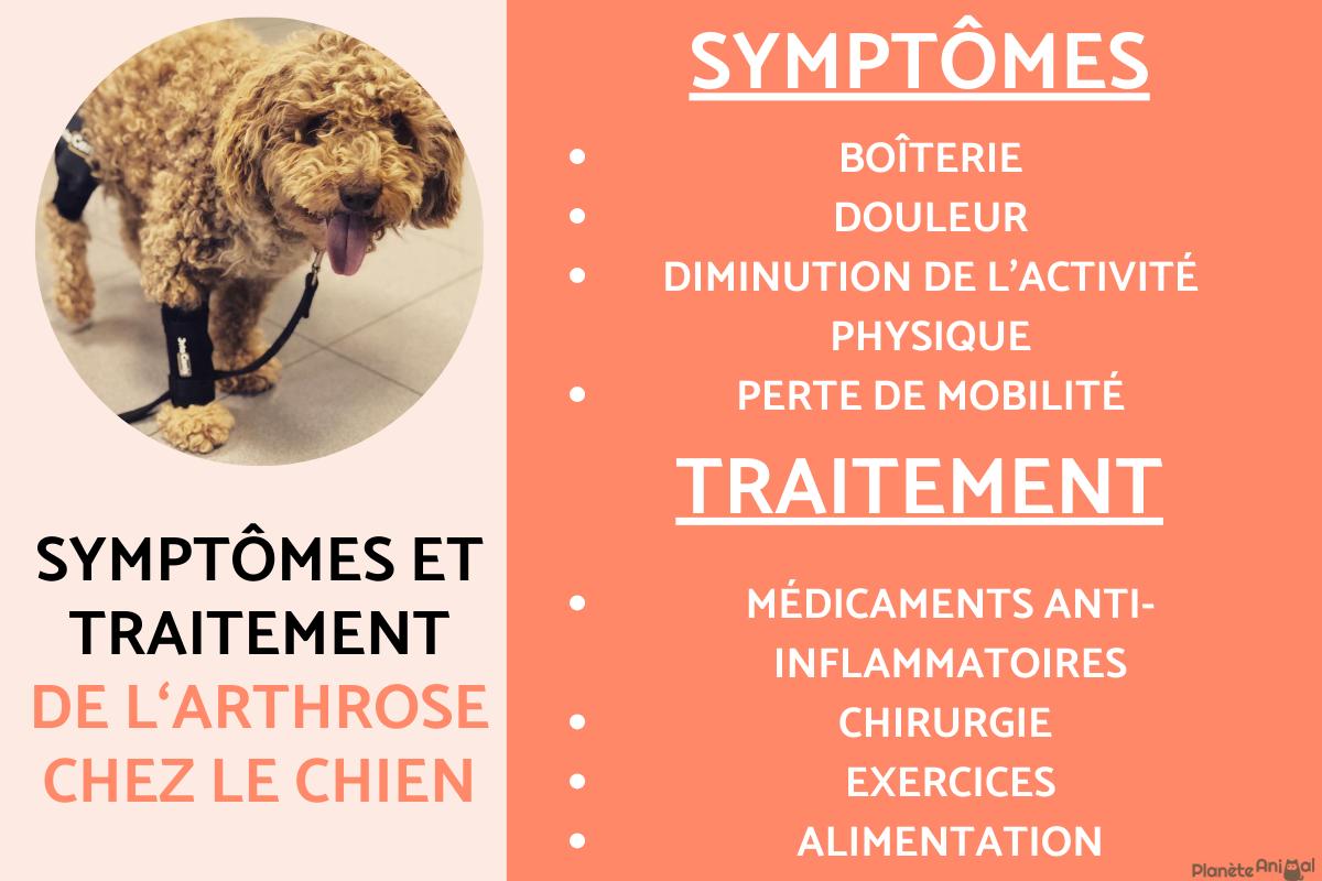 Arthrose chez le chien - Symptômes et traitement