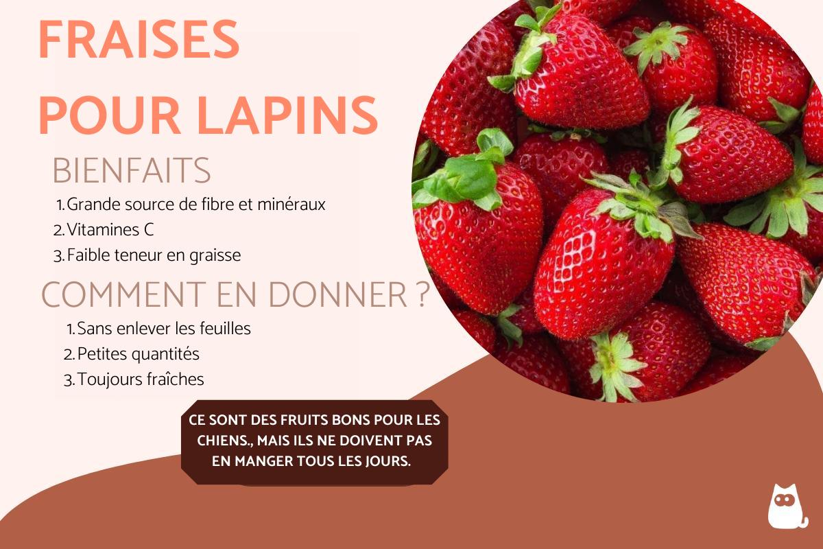 Mon lapin peut-il manger des fraises ?