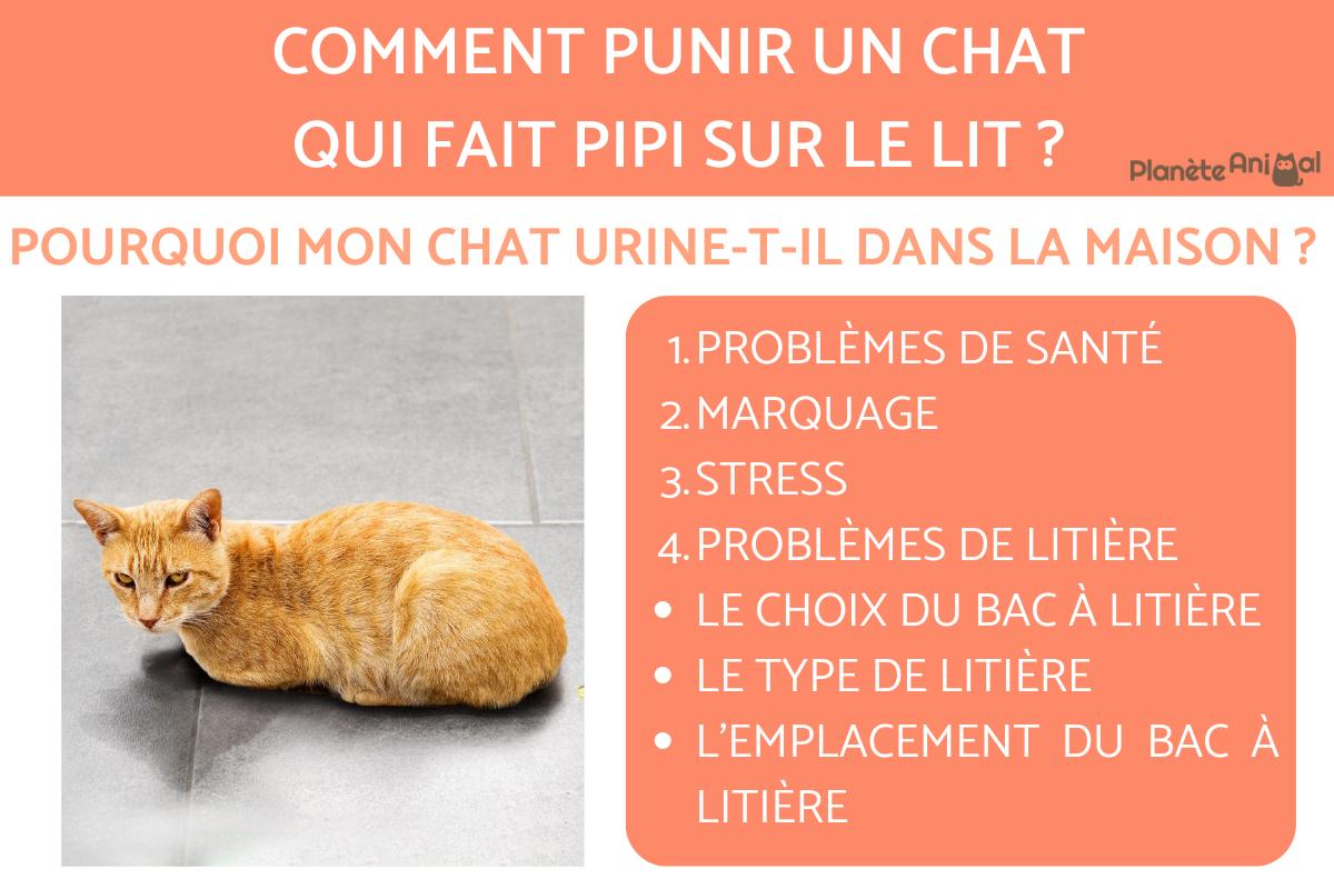 Comment punir un chat qui fait pipi sur le lit ?