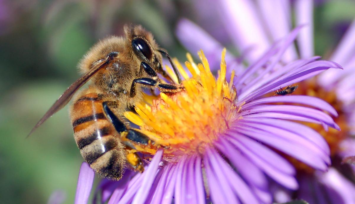 Durée de vie d'une abeille